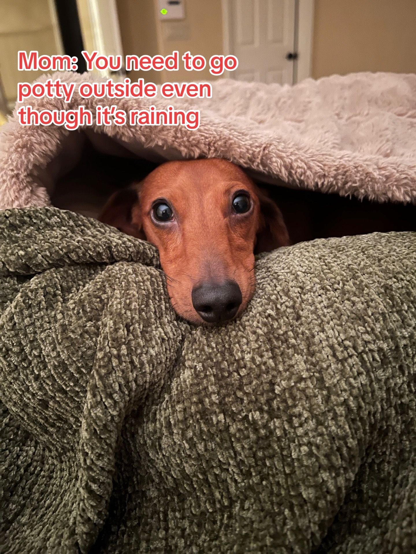 Image post by @petsmart on TikTok