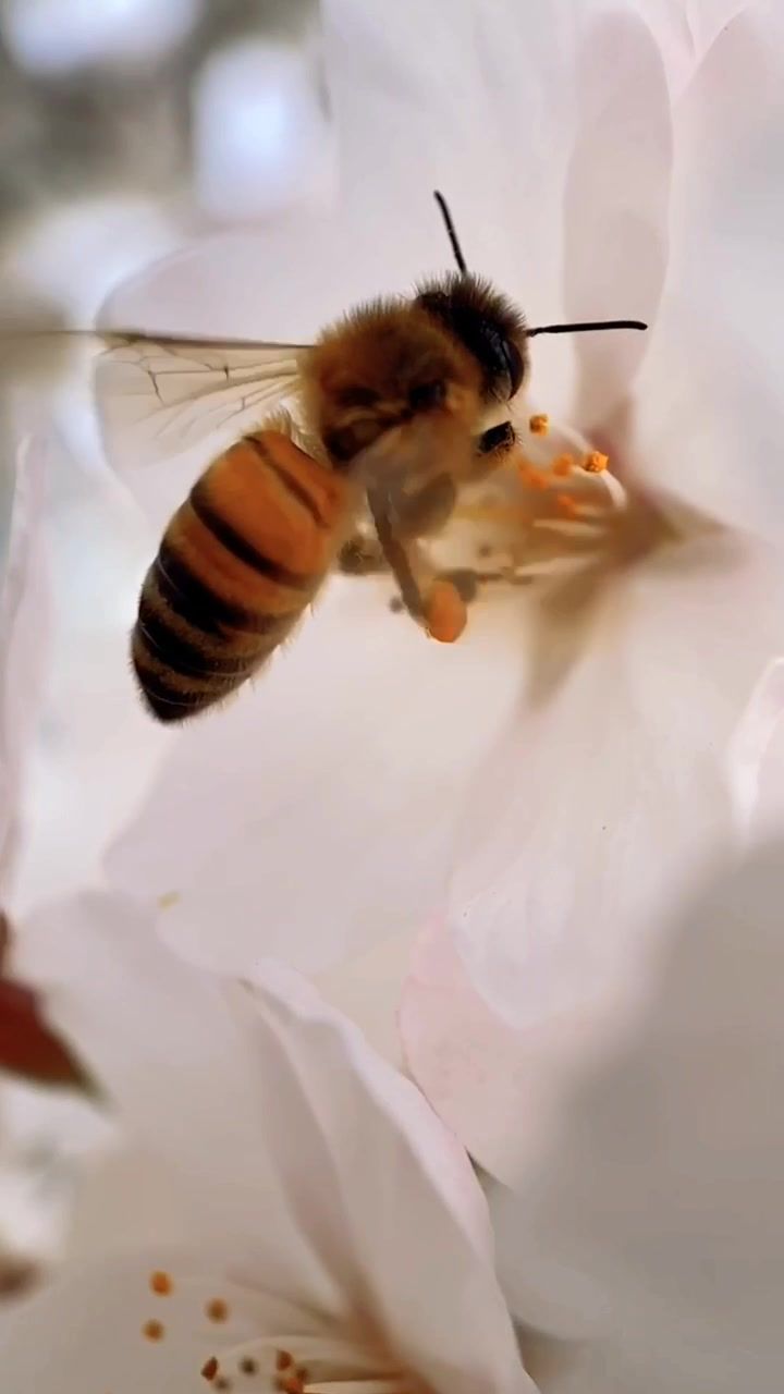 Video post by @brianbosche on TikTok