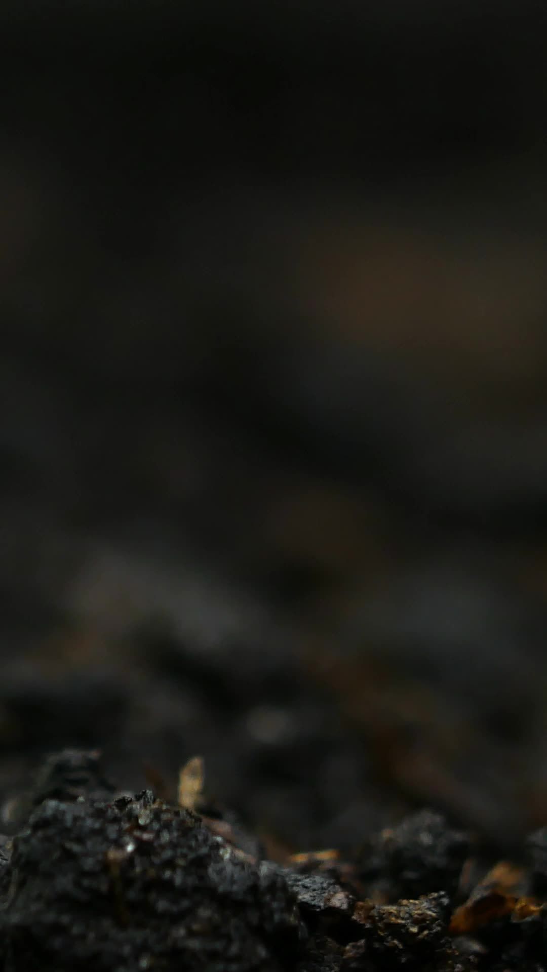 Video post by @miraclegro on TikTok