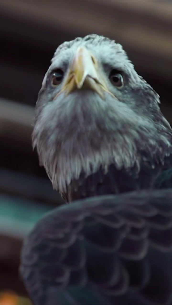 Video post by @auburntigers on TikTok