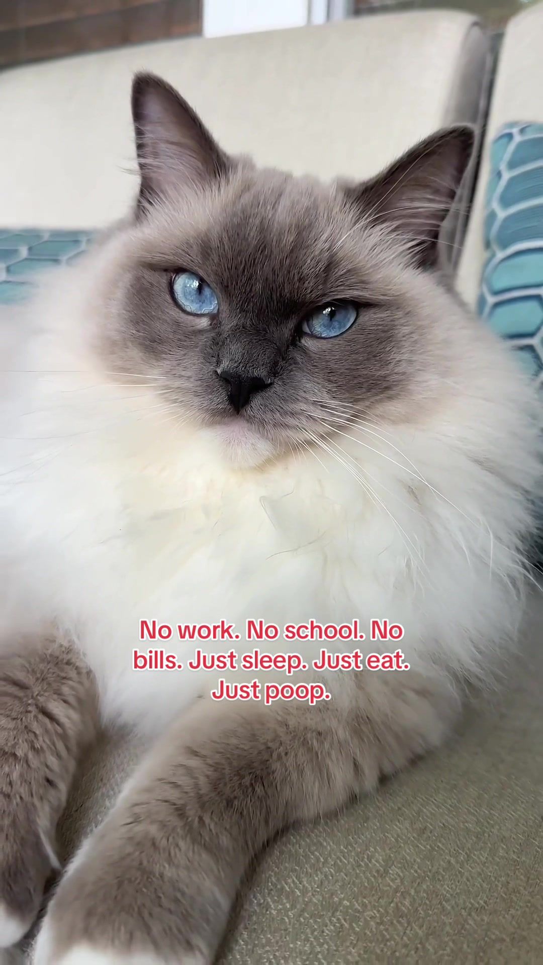 Video post by @petsmart on TikTok