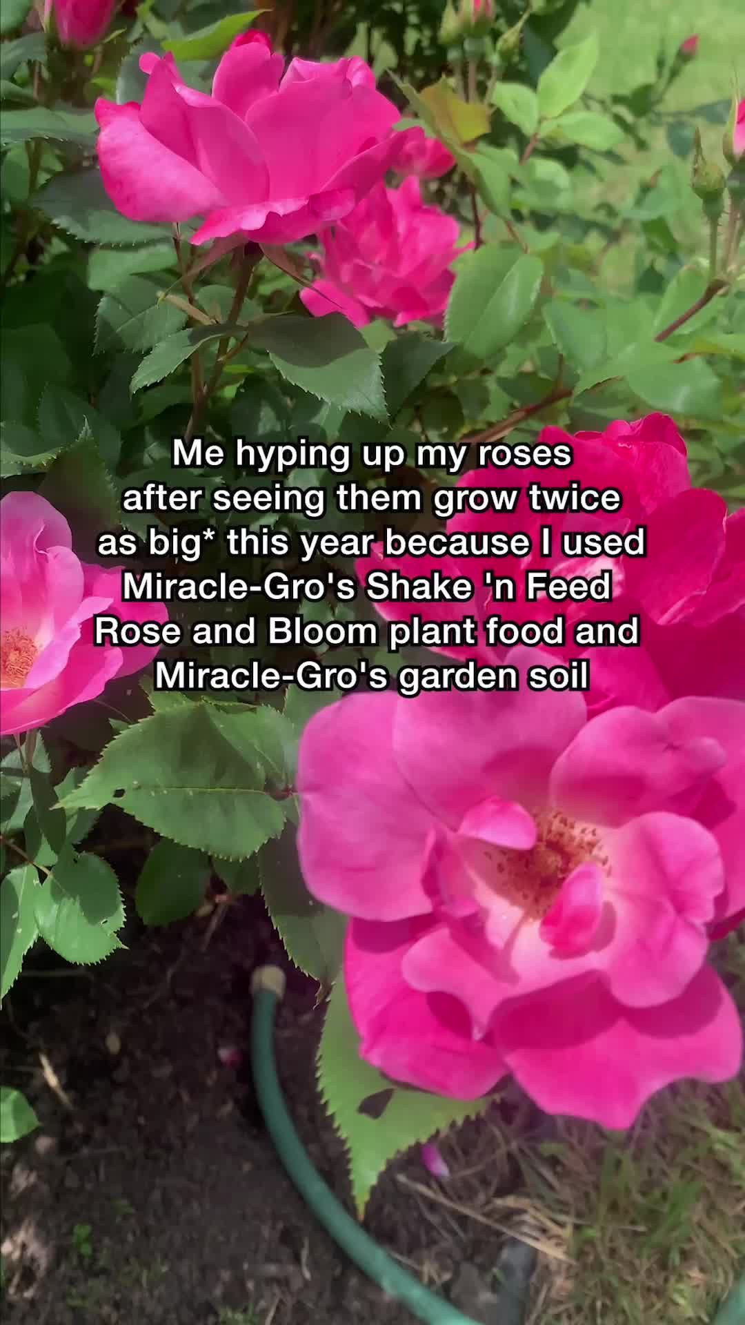 Video post by @miraclegro on TikTok