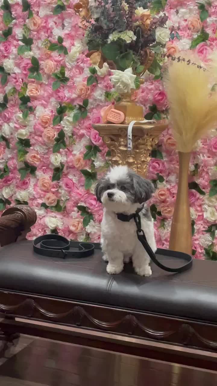 Video post by @meandotis on TikTok