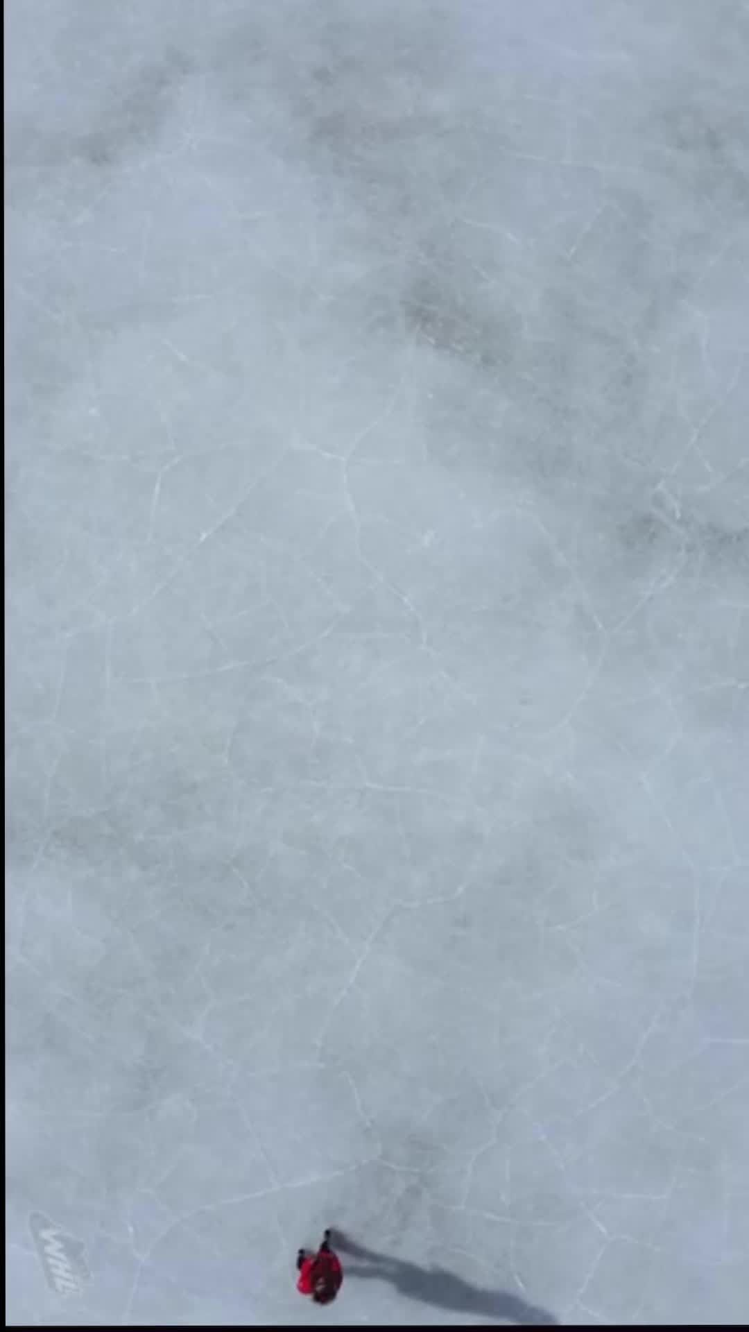 Video post by @whlwild_ on TikTok