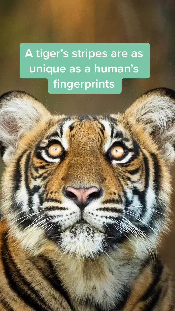 Video post by @discovery on TikTok