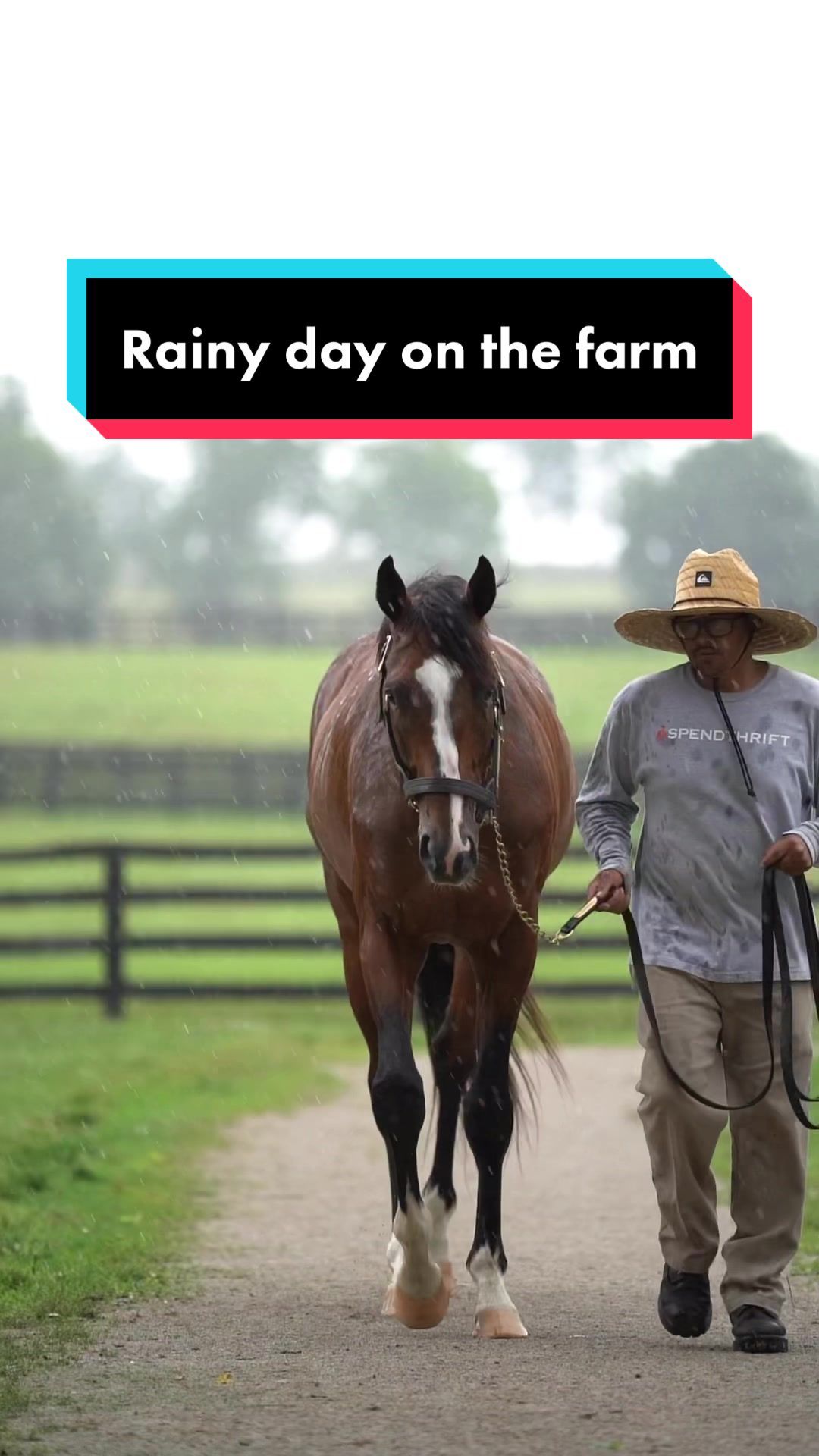 Video post by @spendthriftfarm on TikTok