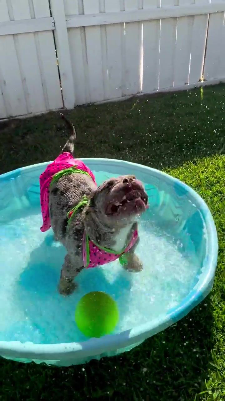 Video post by @petsmart on TikTok