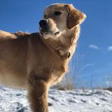 Manchego “Manny” the Golden