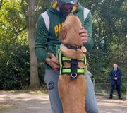 A very good football player meets a very good doggo in the UK 😊🐶 @aaronrodgers12 #GoPackGo
