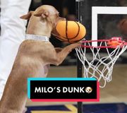 it’s not everyday you see a dog pull off a 360 slam.🤯 #nba #dogsoftiktok #pacers #dunk #dog 