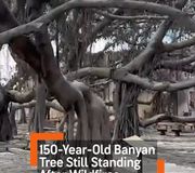 The majestic banyan tree that has stood at the center of the Maui town of Lahaina is burned but still standing after the devastating wildfires. 

#maui #mauihawaii #hawaii #lahaina #news #trending #viral #banyantree #explorepage #wildfire #wildfires