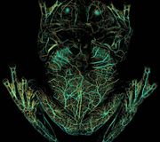 How do you study something that is nearly invisible? 

That’s what scientists are trying to understand by studying glassfrogs, which become transparent to avoid predators while they’re sleeping. To do so, these tiny animals have the ability to hide their red blood cells in mirror-coated livers without developing blood clots. A better understanding of this process could have big implications for human medicine.

Junjie Yao and Vladislav V. Verkhusha developed a new biomedical imaging technique called photoacoustic microscopy that’s making it possible to not only understand how glassfrogs become transparent, but it is also helping scientists visualize human biology in a new way. 

The colors in the image represent how deep the blood vessels are:
🔴-🟡 = Deep vessels
🟢-🔵 = Shallow vessels

#ImagingTheFuture #GlassFrog #SciTech #microscopy #biology #science #microscope #tech #StayCurious #imaging #innovation #NewTechnology