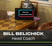 #stitch with @user300152732752 nike belichick has entered the chat. #patriots #dog #funny #xyzbca