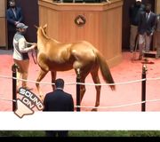 The one & only Monomoy Girl, prior to her injury and subsequent retirement.
.
.
#thorougbredsofinstagram #thoroughbred #horsesale #fasigtipton #monomoygirl #filly #auctionhouse #horseauction #breederscup #thoroughbredsofinstagram #lexingtonkentucky