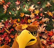Found a new place for my bird naps… might bring some of these leaves back to my nest. 🤫👀 A little too comfortable. #HappyFall 🍂