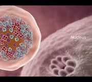 For Employees of Hospitals, Schools, Universities and Libraries: Download 8 FREE medical animations from Nucleus by signing up for a free trial:  http://nmal.nucleusmedicalmedia.com/free-trial-membership-a

Biology students: Subscribe to the Nucleus Biology channel to see new animations on biology and other science topics, plus short quizzes to ace your next exam: https://bit.ly/3lH1CzV

This video 3D animation on COVID-19: What Happens If You Get Coronavirus is a collaboration between Nucleus Medical Media and our friends at the What If Channel. To watch super interesting hypothetical scenarios on the human body, humanity, the planet and the cosmos, please visit the What If Channel at https://www.youtube.com/WhatIfScienceShow.
#covid-19 #coronavirus #omicron