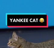 Who let the cat out?🐱 #mlb #yankees #baseball #catsoftiktok