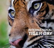 Today is International Tiger Day 🐯
With over 95% of the world's wild tiger population lost to habitat loss and rampant poaching just this past century, these majestic cats are in grave danger.

Click on the link in our bio to help us protect their homes. #ForestsAreLife .
.
.
.
#internationaltigerday #tiger #forests #deforestation #nature #environment #climateemergency #climatecrisis #commodities #greenpeace #globaltigerday