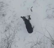 RARE MOMENT: Drone video captured the moment a moose shed its antlers in a Canada forest. The man who captured the video called it a "once-in-a-lifetime moment."

#moose #wildlife #drone #dronevideo #wildlifephotography #canada #viral #raremoment #animals #forest #newbrunswick