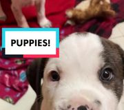 Puppies are the best 🥰🐾 #puppiesarecute #puppiesoftiktok #puppiesplaying #puppiess #puppiessound #adoptabledogs #rescuepuppiesoftiktok #shelterpuppy