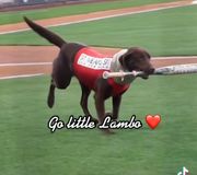 Introducing Lambo! 💕 This sweetie pie is still learning, and will make multiple appearances at games this season!