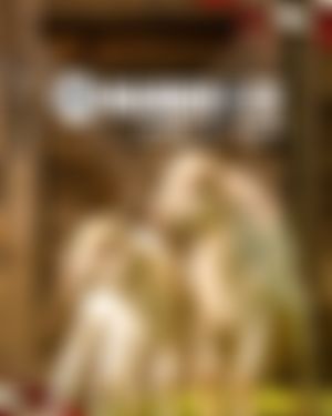 Image post by @nfluk on Instagram