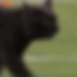 Image post by @thecheckdown on Instagram