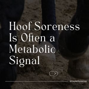 Image post by @theplaidhorsemag on Instagram