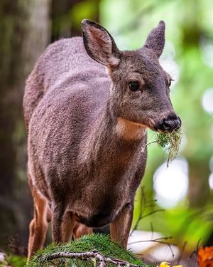 Image post by @wanatlparkfund on Instagram