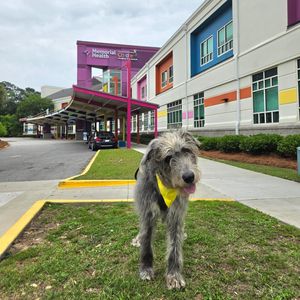 Image post by @thesavannahwolfhound on Instagram