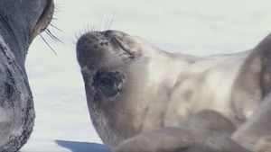 Video post by @bbcearth on YouTube
