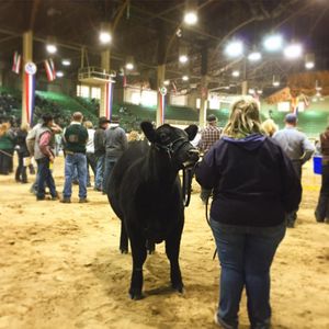 Image post by @nationalwestern on Instagram
