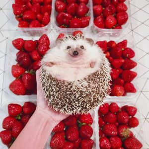 Image post by @rindsnacks on Instagram