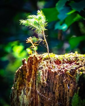Image post by @cristan.nature.photography on Instagram