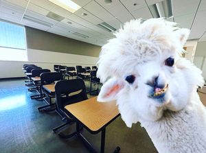 Image post by @skyline_college on Instagram