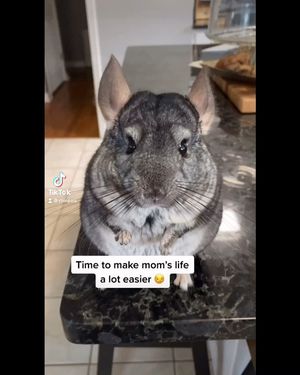 Video post by @chinpals on Instagram
