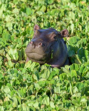 Image post by @animalplanet on Instagram