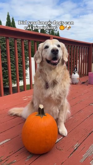 Image post by @solidgoldpets on Instagram