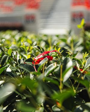 Image post by @georgiafootball on Instagram