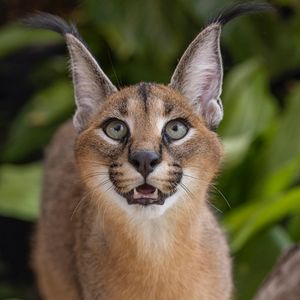 Image post by @sandiegozoo on Instagram