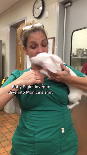 Video post by @pinkpigletpuppy on TikTok