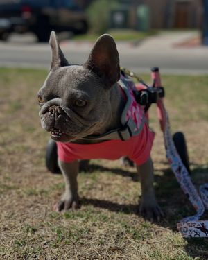 Image post by @walkinpets on Instagram