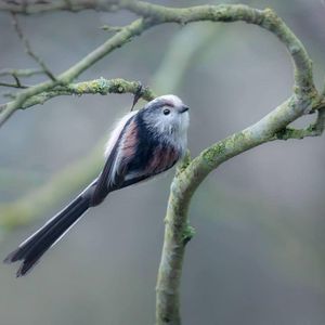 Image post by @rspb on Instagram