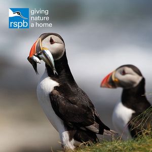 Image post by @rspb on Instagram
