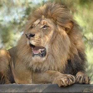 Image post by @sandiegozoo on Instagram