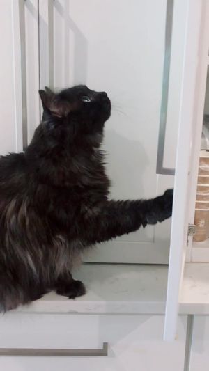 Video post by @livinglocurto on TikTok