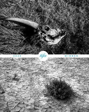 Image post by @tokyofotoawards on Instagram