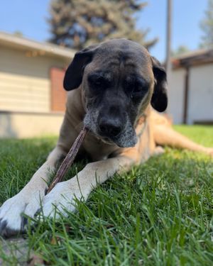 Image post by @spokhumanesoc on Instagram