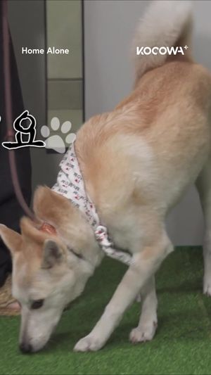 Video post by @kocowa.official on TikTok