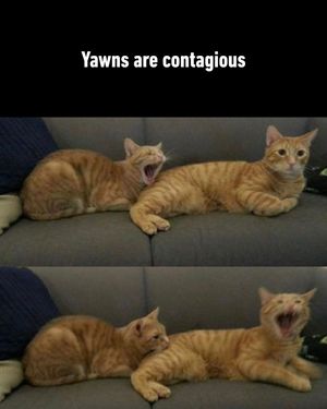 Image post by @9gag on Instagram